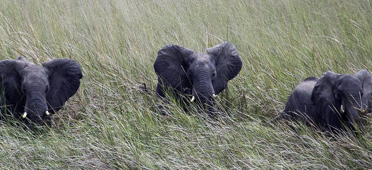 Zambia - Elefantenfreundschaft