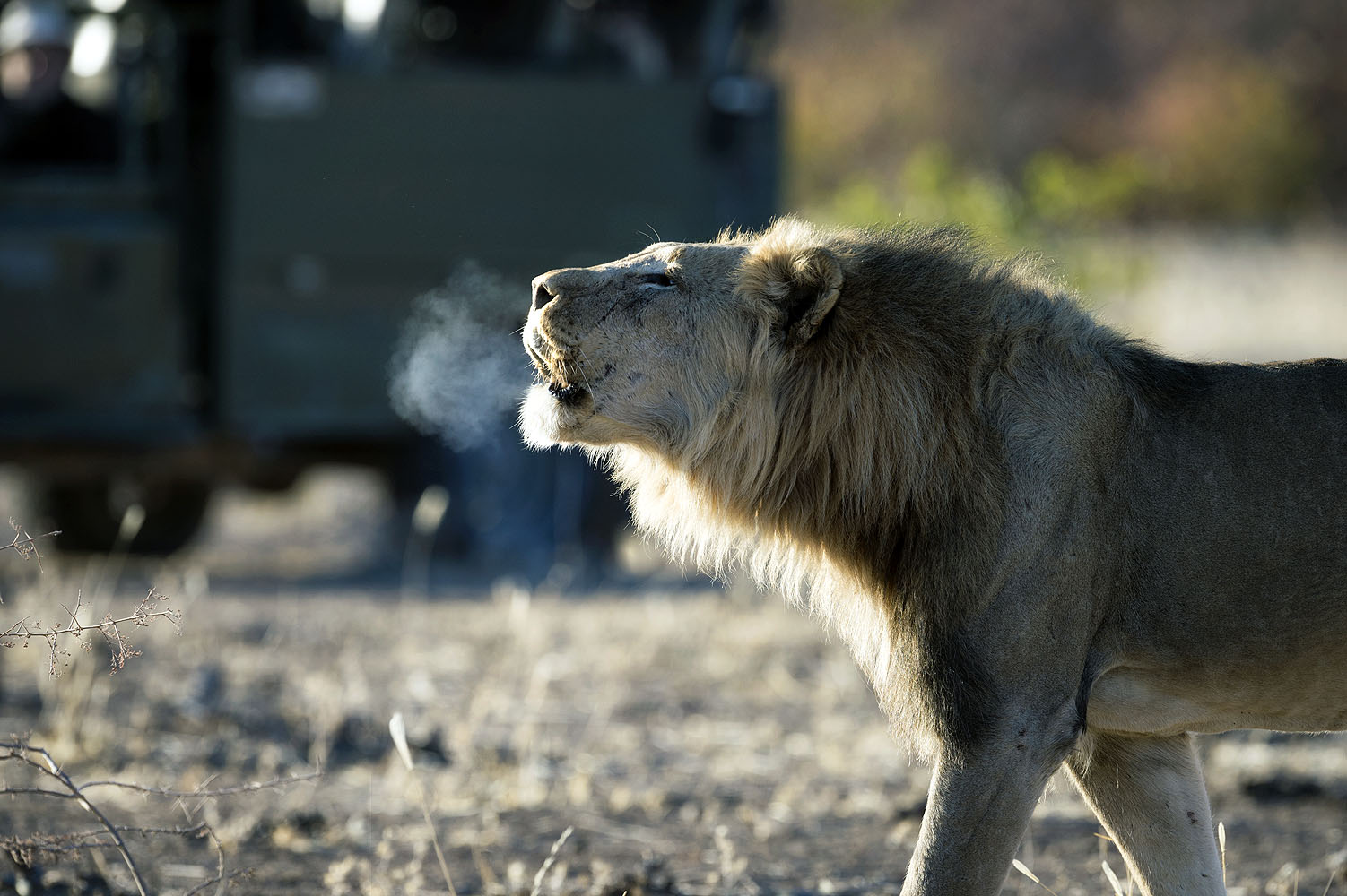 Ongava Tented Camp - Bild 5