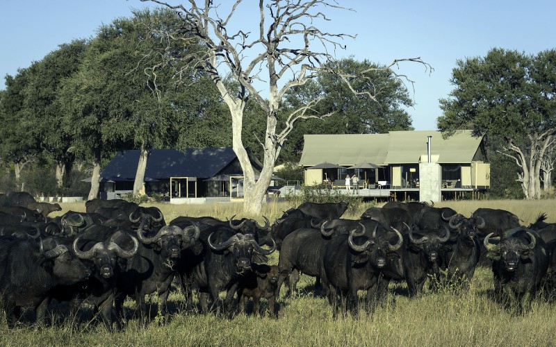 Linkwasha Camp