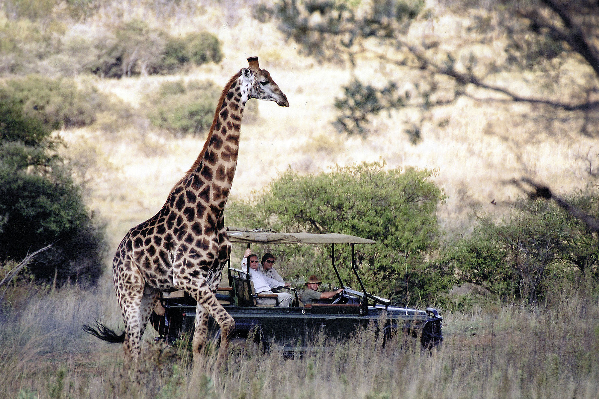 Makweti Safari Lodge - Bild 5