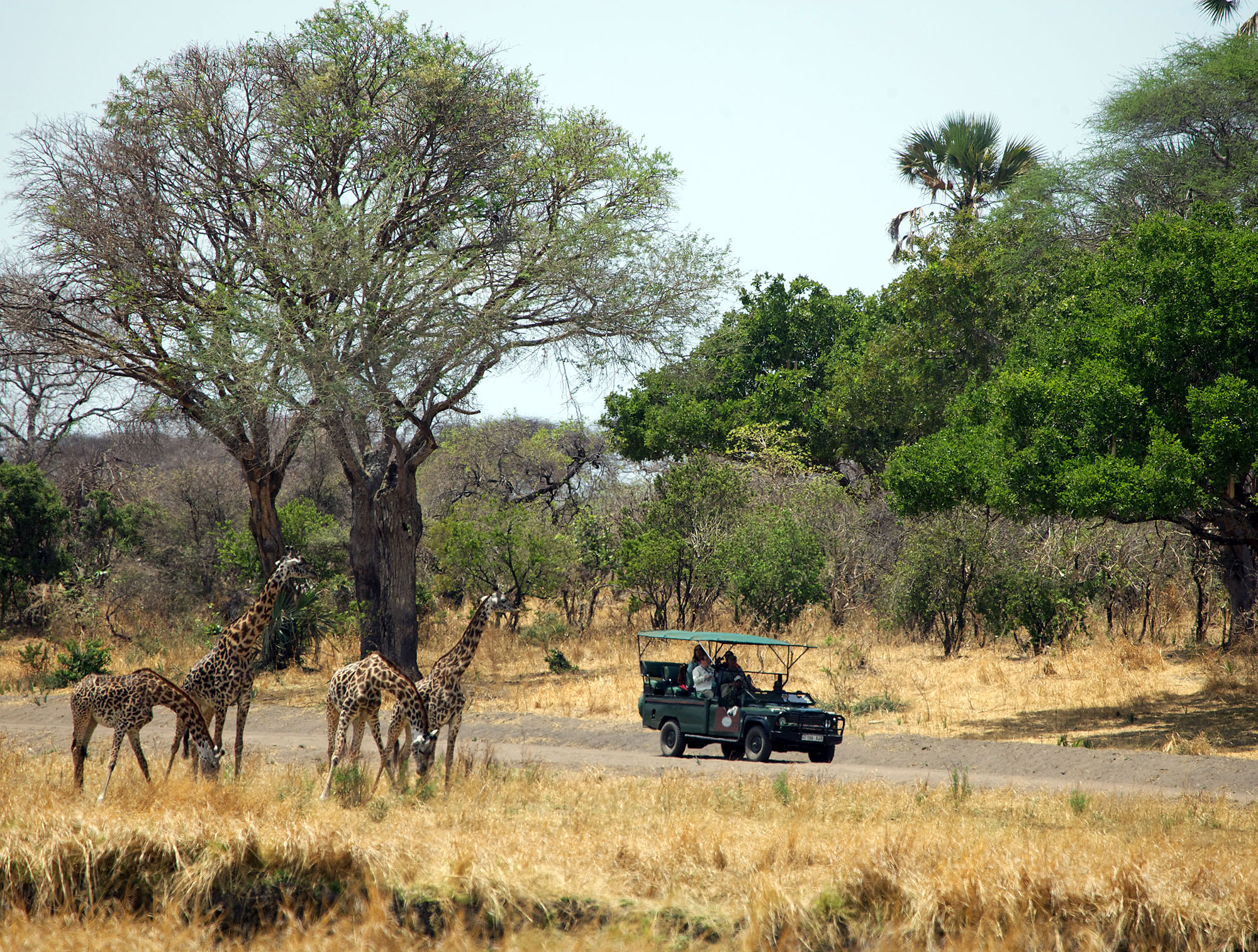 Katavi Wildlife Camp - Bild 5