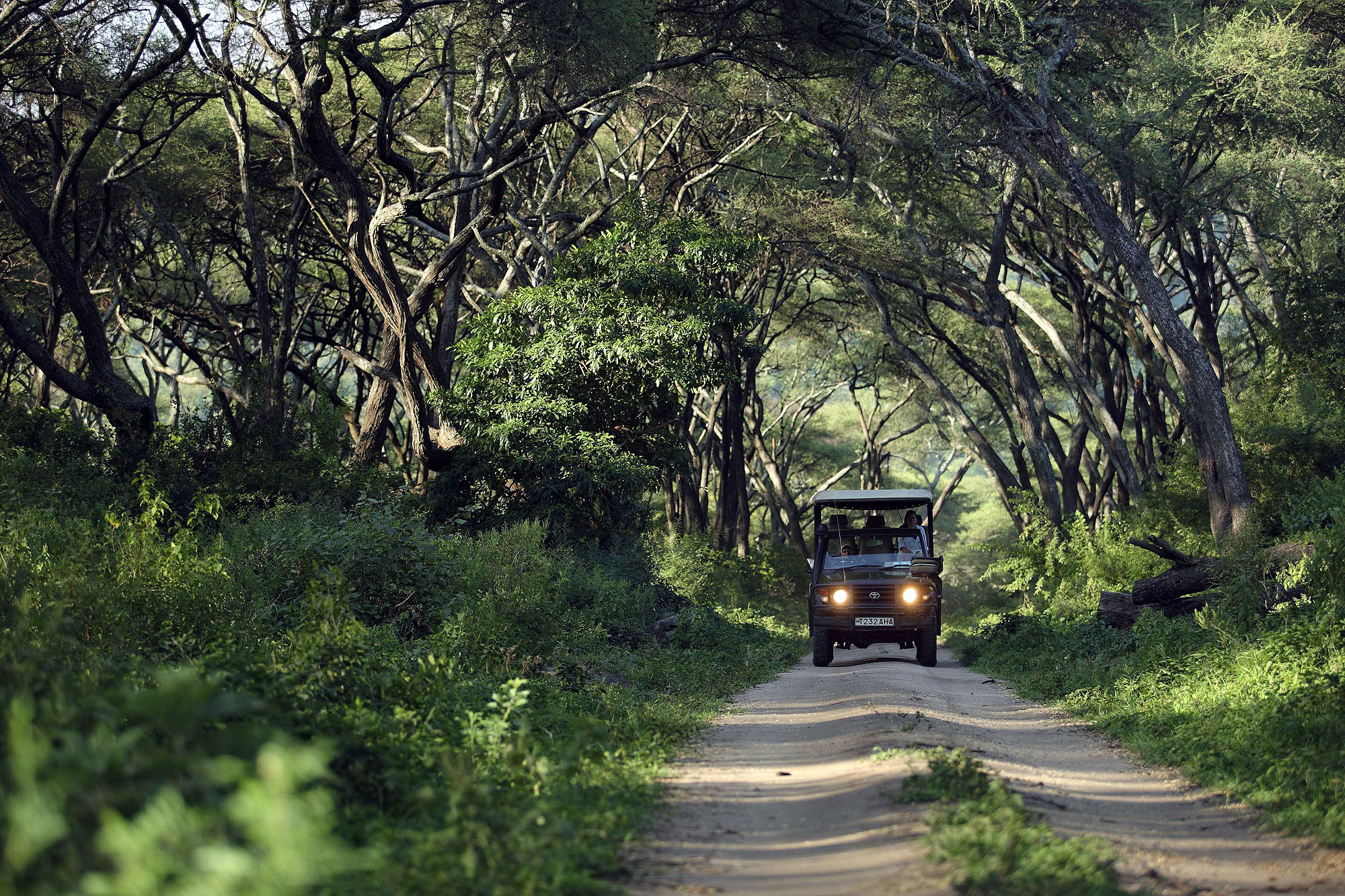 Lake Manyara Tree Lodge - Bild 5