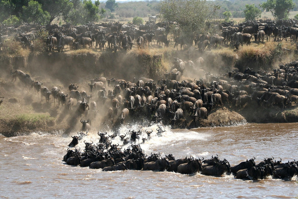 Lamai Serengeti - Bild 5