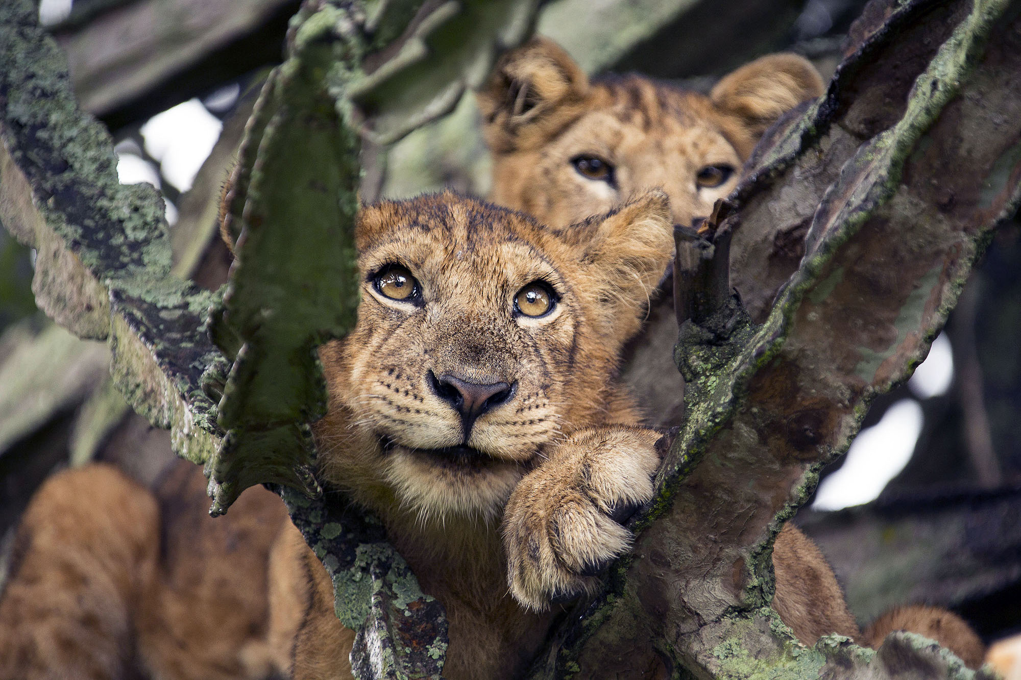 Kyambura Gorge Lodge - Bild 5