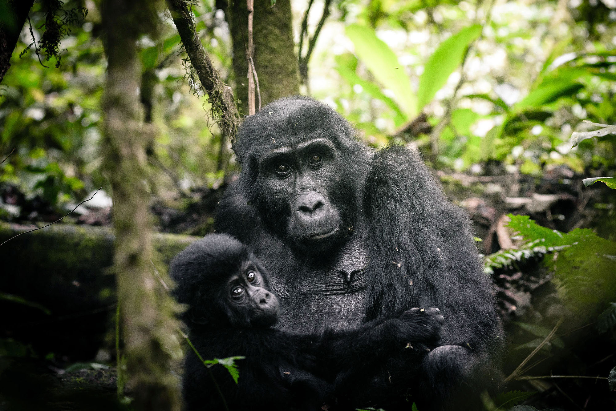 Sanctuary Gorilla Forest Camp - Bild 5