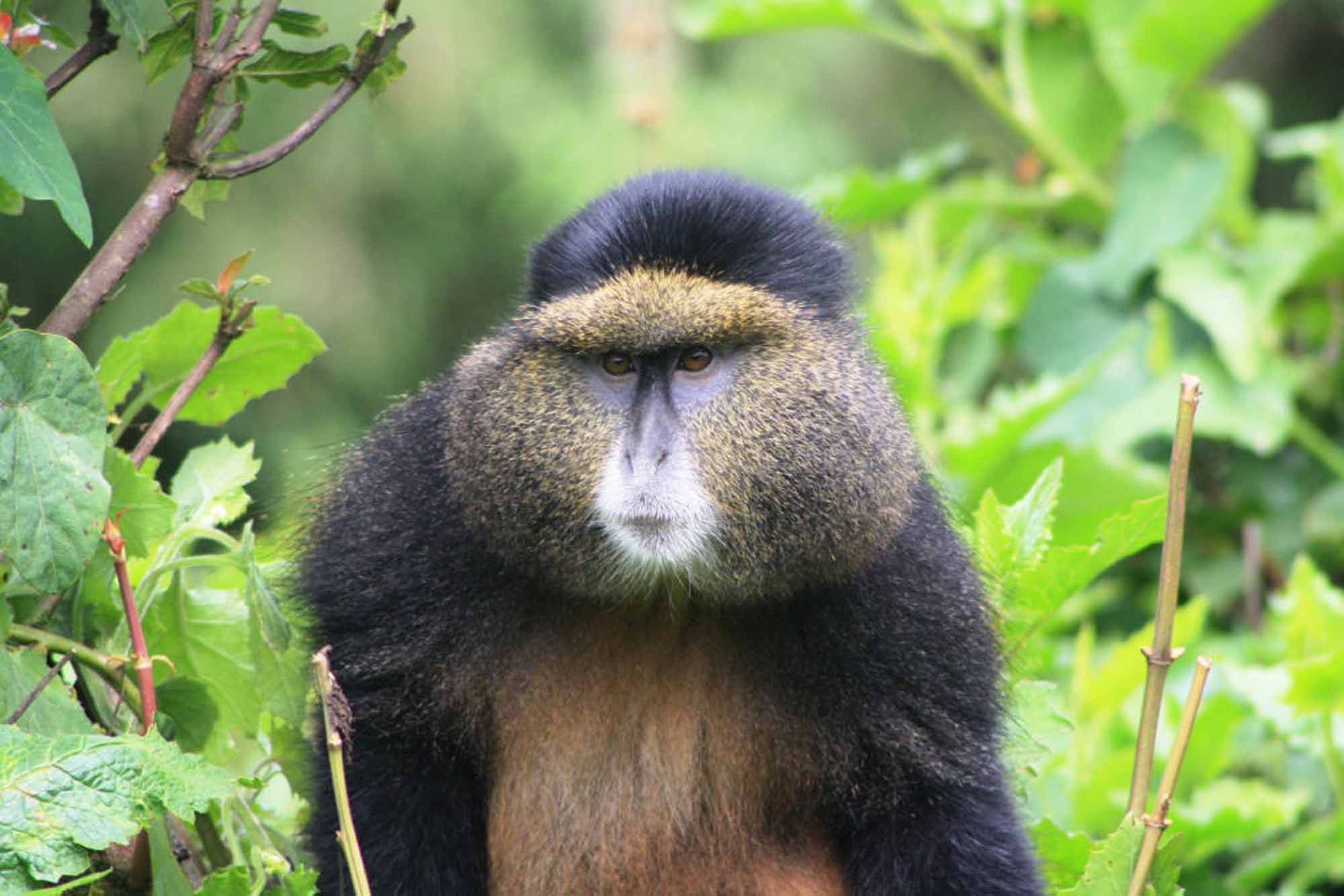 Virunga Volcanoes Lodge - Bild 5