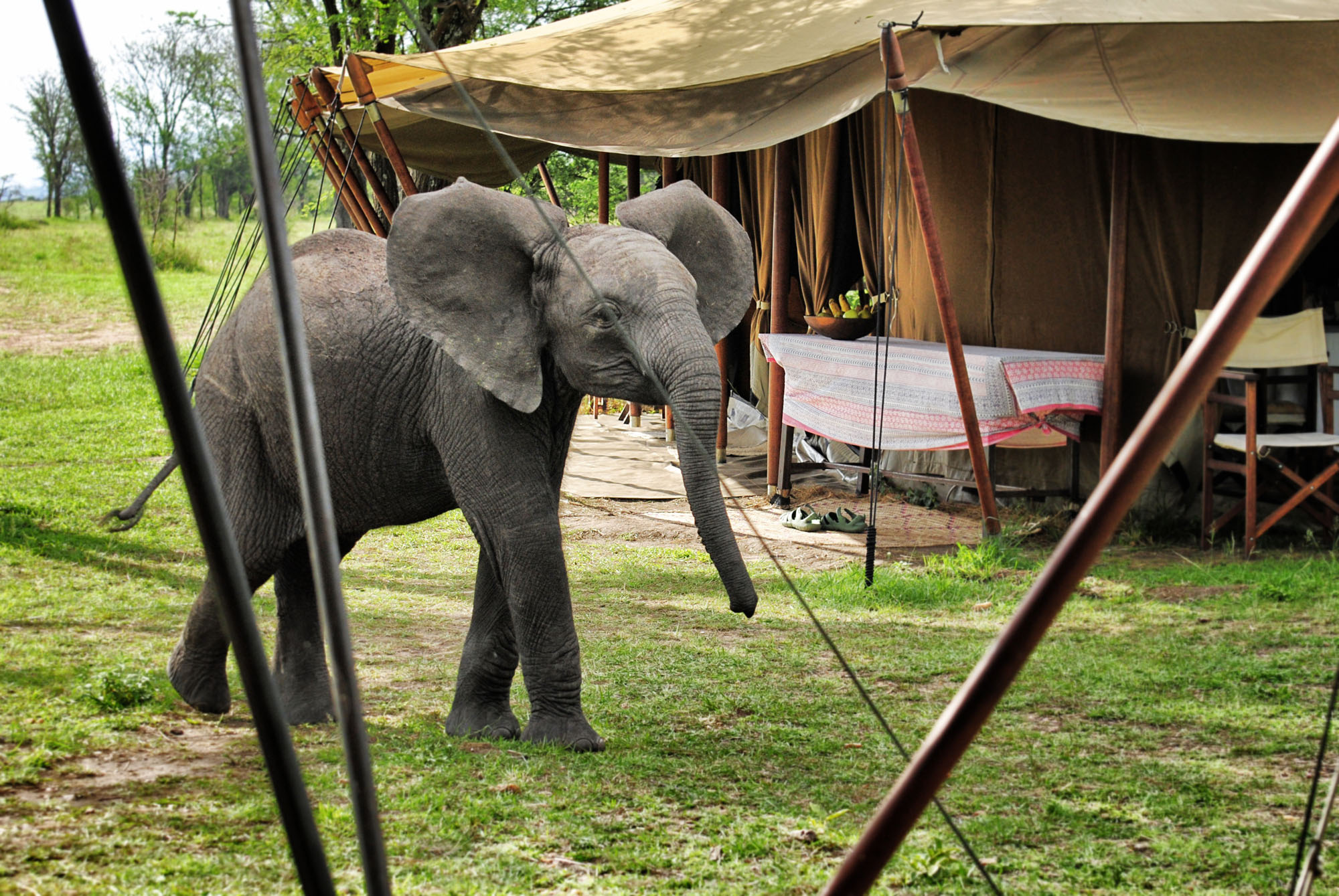 Alex Walker's Serian Serengeti South - Bild 10