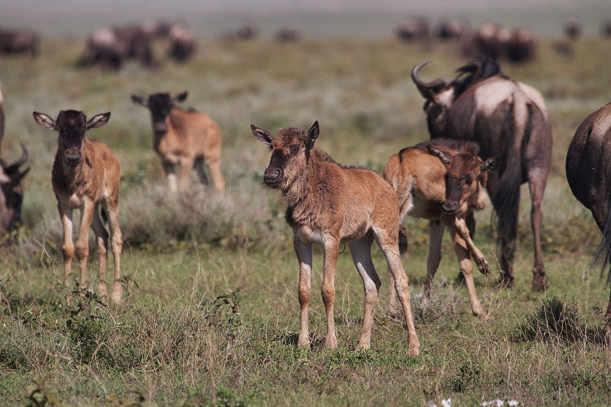 Alex Walker's Serian Serengeti South - Bild 9
