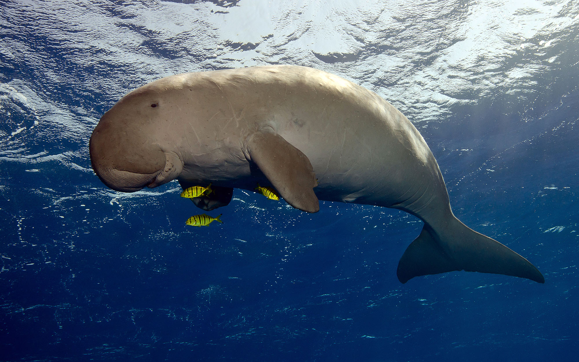 Dugong, Oceans Without Borders