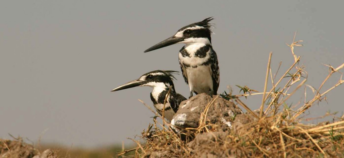 Botswana - Pied Kingfisher