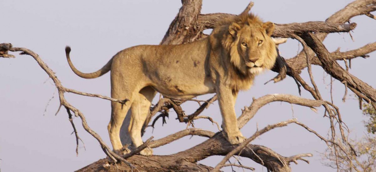 Botswana - Tree Climbing Lion