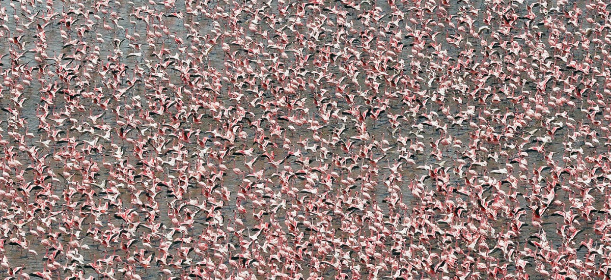 Kenia - Flamingos am Nakuru See