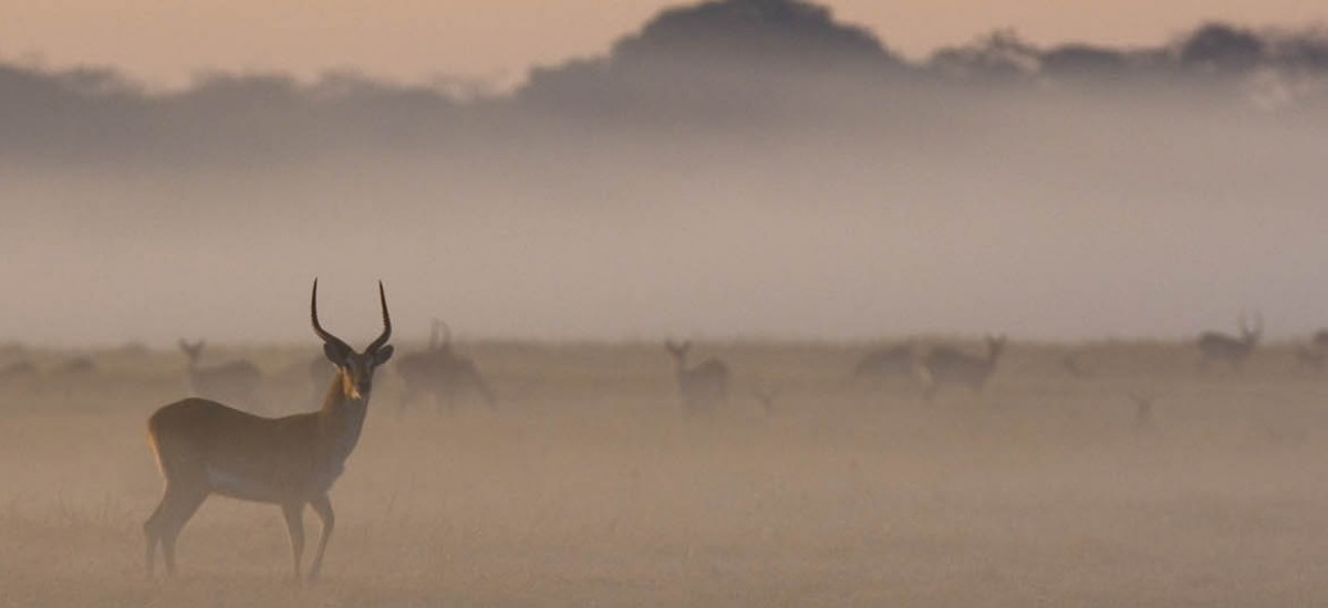 Zambia - Moorantilopen im Kafue Nationalpark