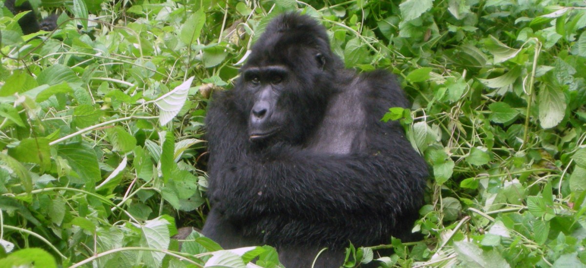 Ruanda - Gorilla im Nebelwald