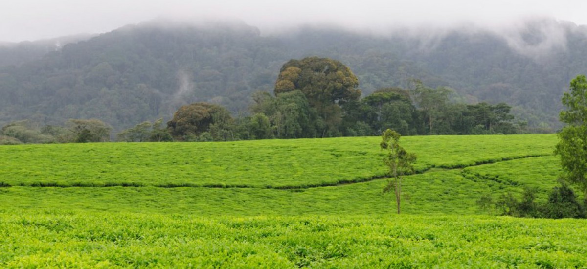 Ruanda - Nyungwe Forest und Teeplantagen