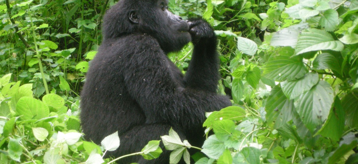 Uganda - Gorilla