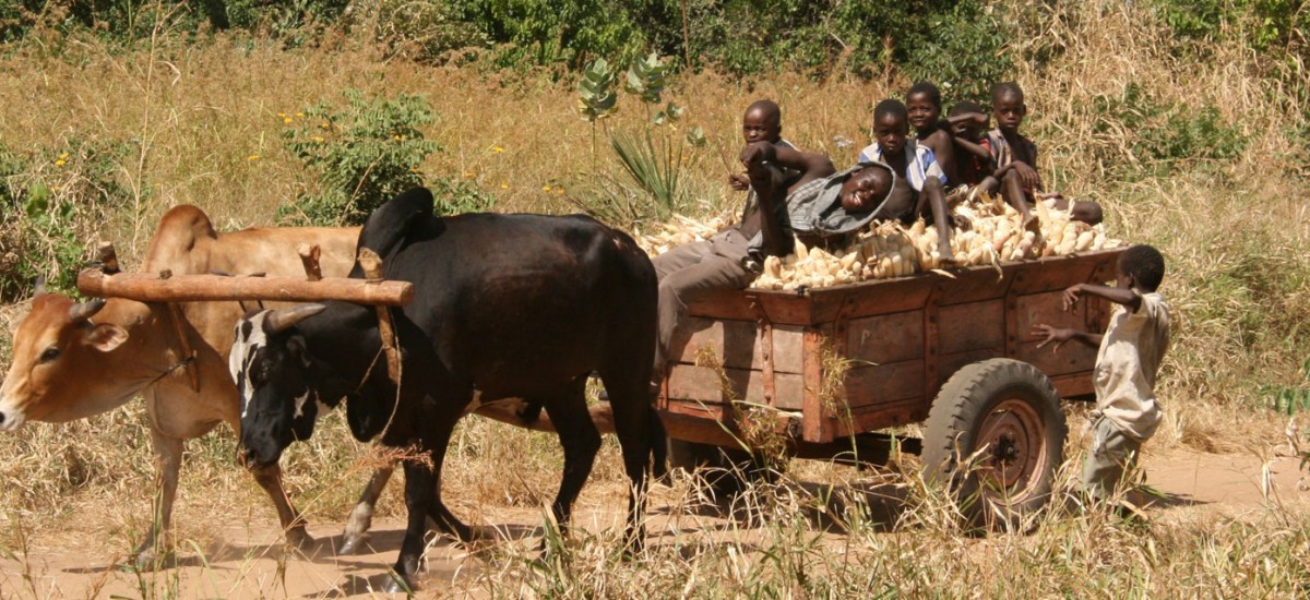 Malawi - Ochsenwagen