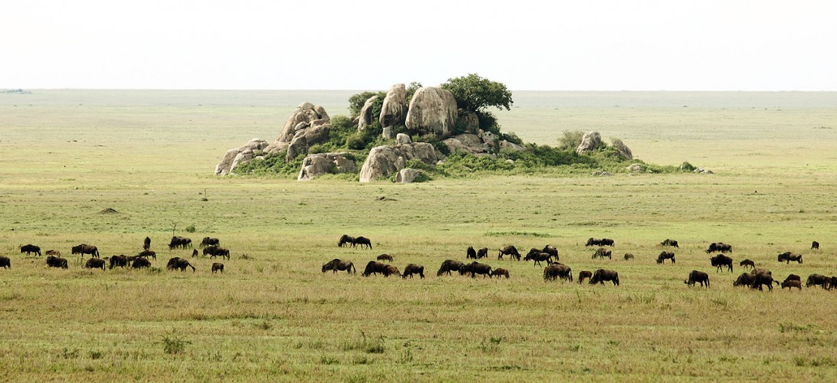 Serengeti Kopjies