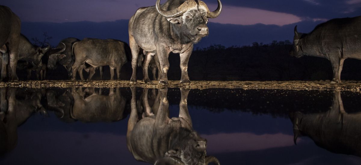 Büffel bei Nacht (© Günter Lenz)