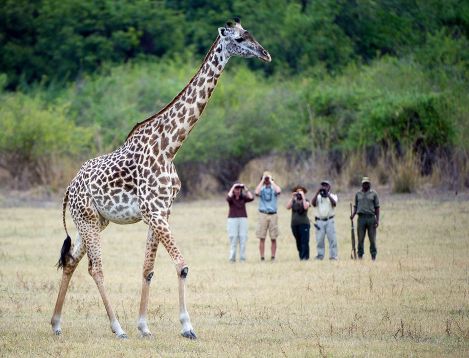 ZA-BCC-walk mit giraffe