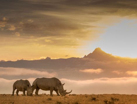 KE-Solio-rhinos-and-Mt-Kenya