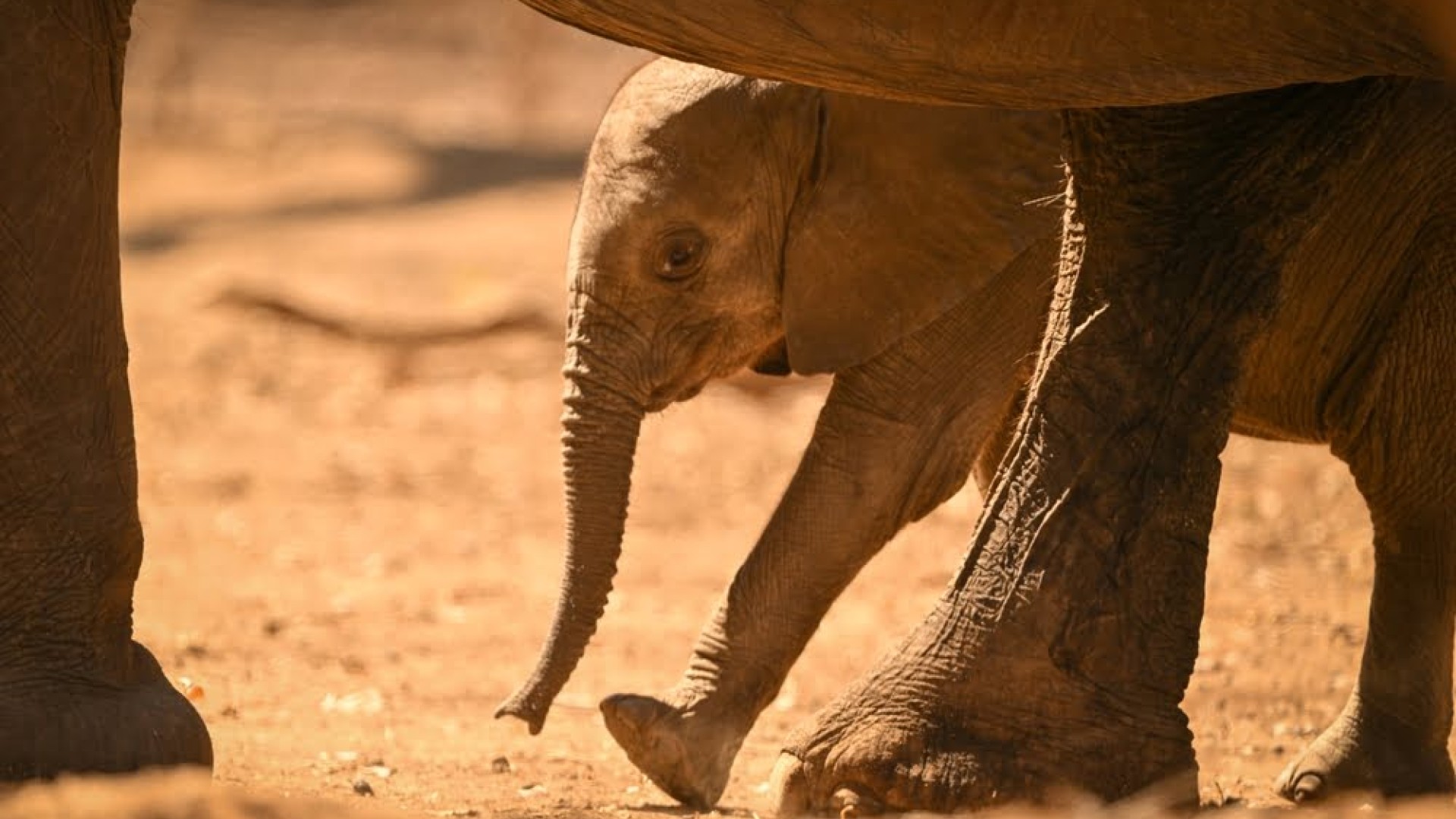 Elefantenkalb läuft geschützt zwischen den Beinen erwachsener Elefanten in Botswana.