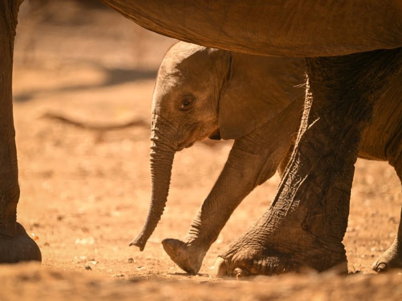 Elefantenkalb läuft geschützt zwischen den Beinen erwachsener Elefanten in Botswana.