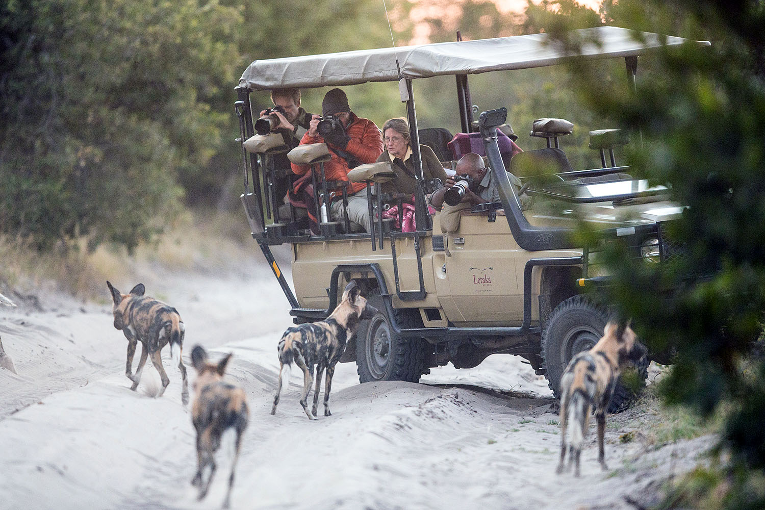 Safari-Gäste fotografieren ein Rudel Afrikanischer Wildhunde während einer Pirschfahrt in Botswana.