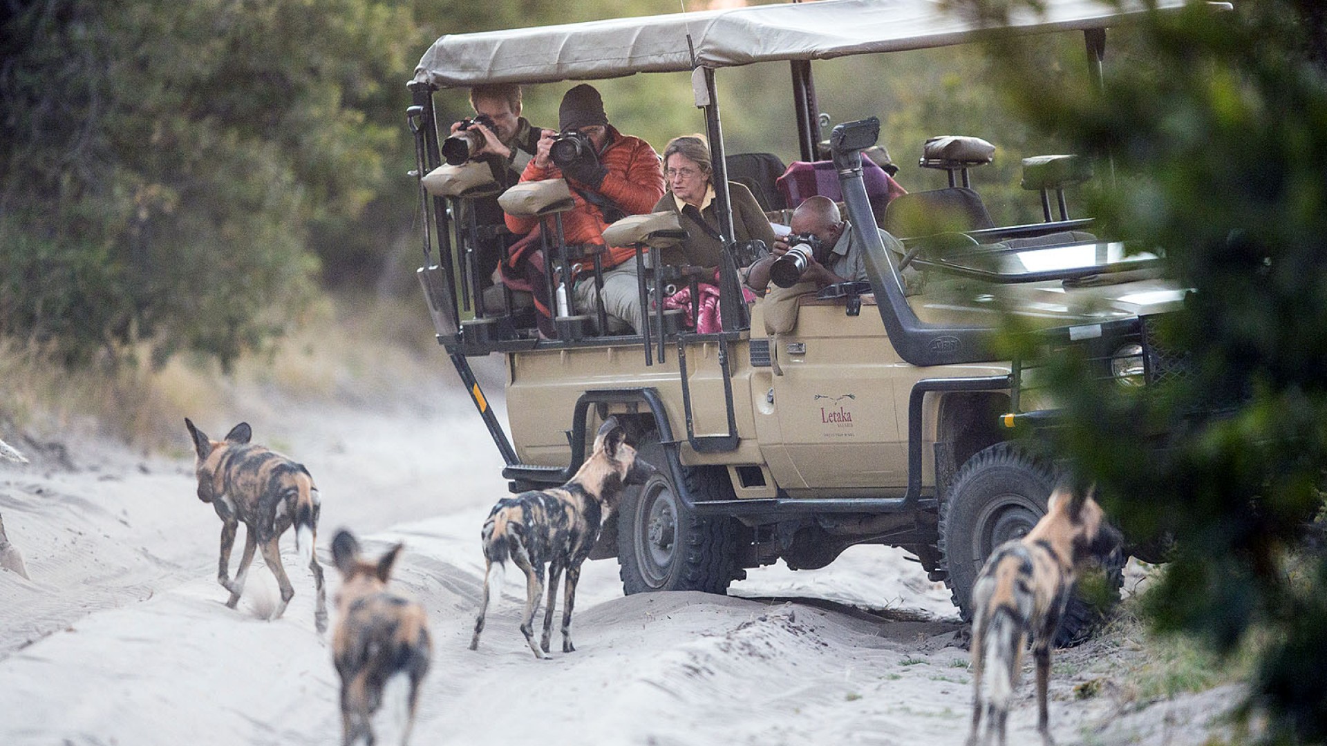 Safari-Gäste fotografieren ein Rudel Afrikanischer Wildhunde während einer Pirschfahrt in Botswana.
