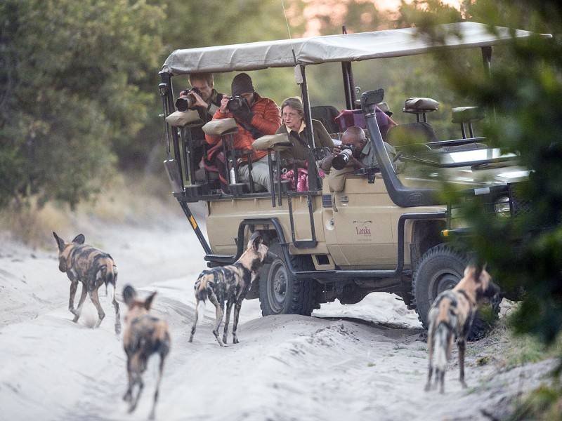 Safari-Gäste fotografieren ein Rudel Afrikanischer Wildhunde während einer Pirschfahrt in Botswana.