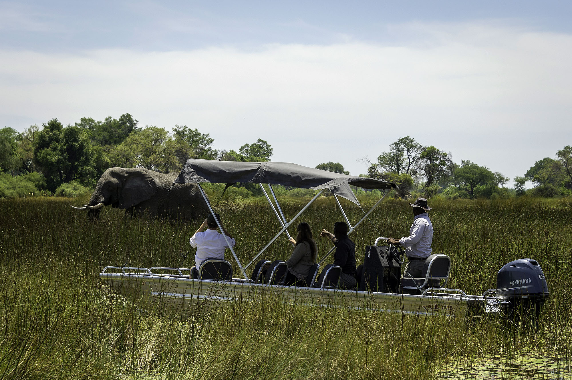 Gäste beobachten während einer Bootssafari im Okavango-Delta einen Afrikanischen Elefanten, der durch die wasserreiche Landschaft Botswanas zieht.