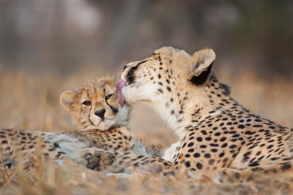 Botswana at its Best