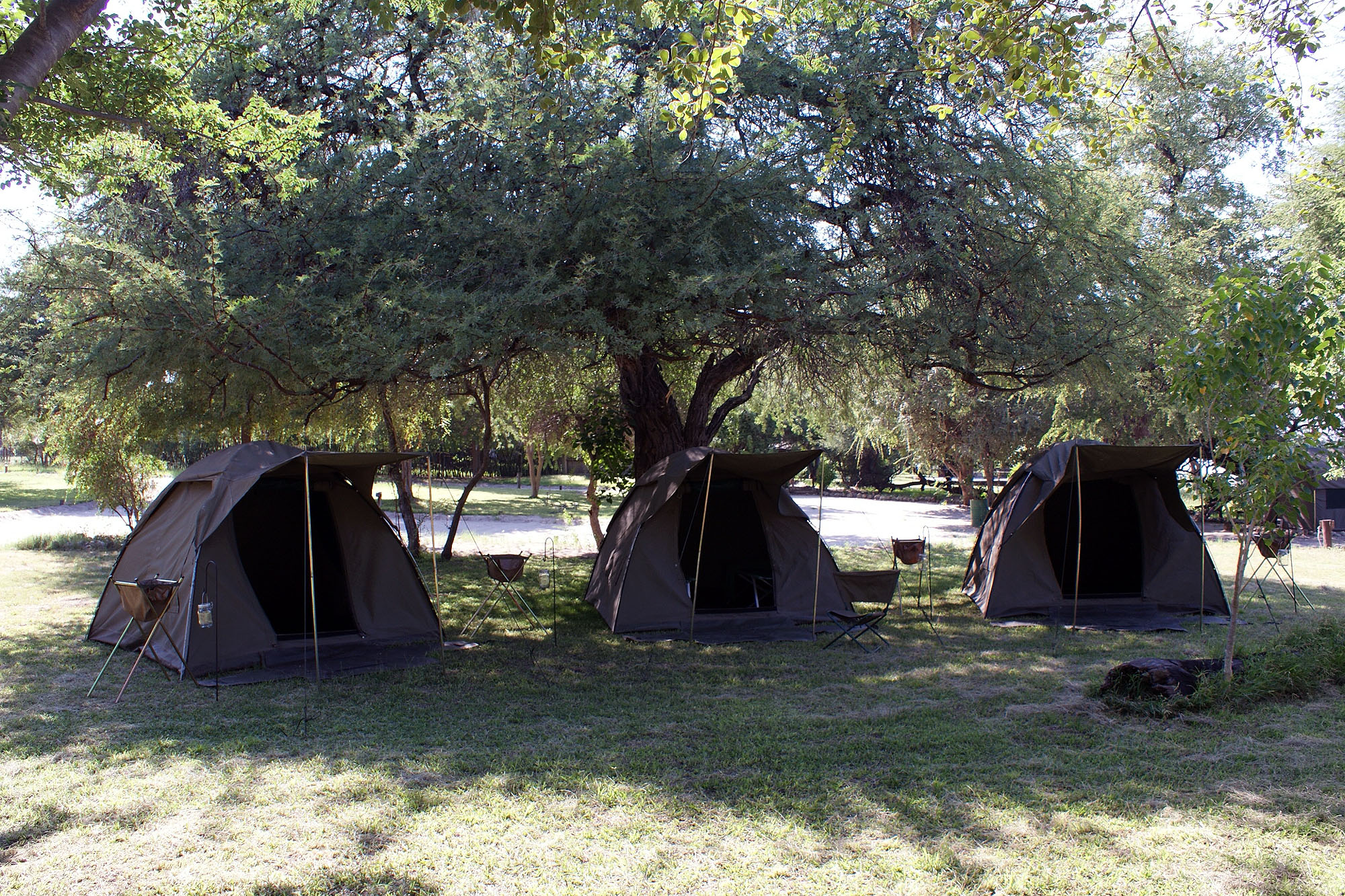Mehrere Safari-Zelte stehen unter großen schattenspendenden Bäumen auf einem gepflegten Campingplatz in Botswana. Die naturnahe Unterkunft bietet ein authentisches Safari-Erlebnis und dient als Ausgangspunkt für Wildtierbeobachtungen und Abenteuer in der 