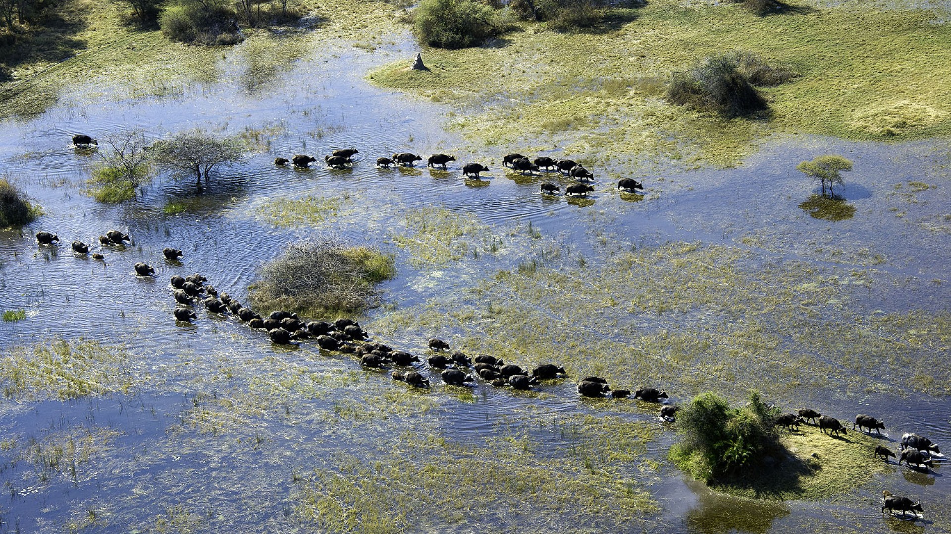 Luftaufnahme einer großen Büffelherde, die durch die überfluteten Ebenen des Okavango-Deltas in Botswana zieht. Die Tiere bilden lange Reihen zwischen Wasserflächen und Inseln.
