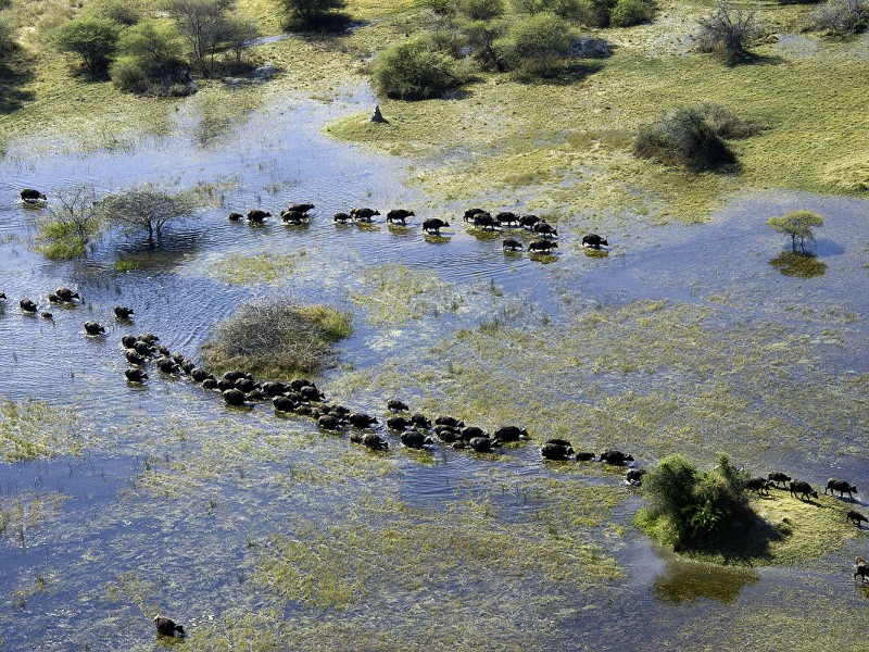 Luftaufnahme einer großen Büffelherde, die durch die überfluteten Ebenen des Okavango-Deltas in Botswana zieht. Die Tiere bilden lange Reihen zwischen Wasserflächen und Inseln.