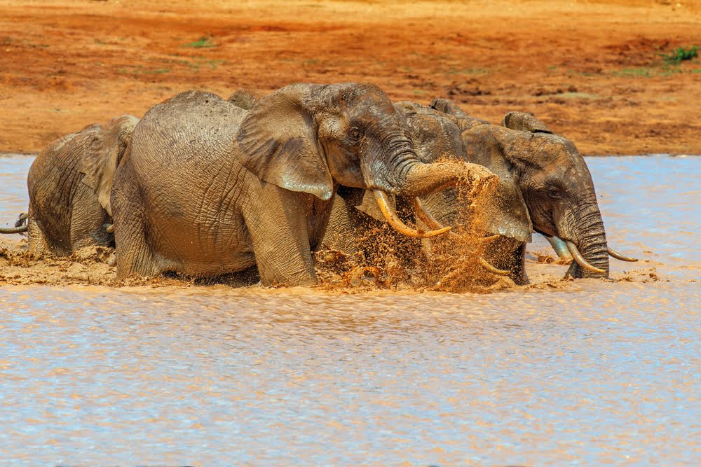 Chobe Nationalpark