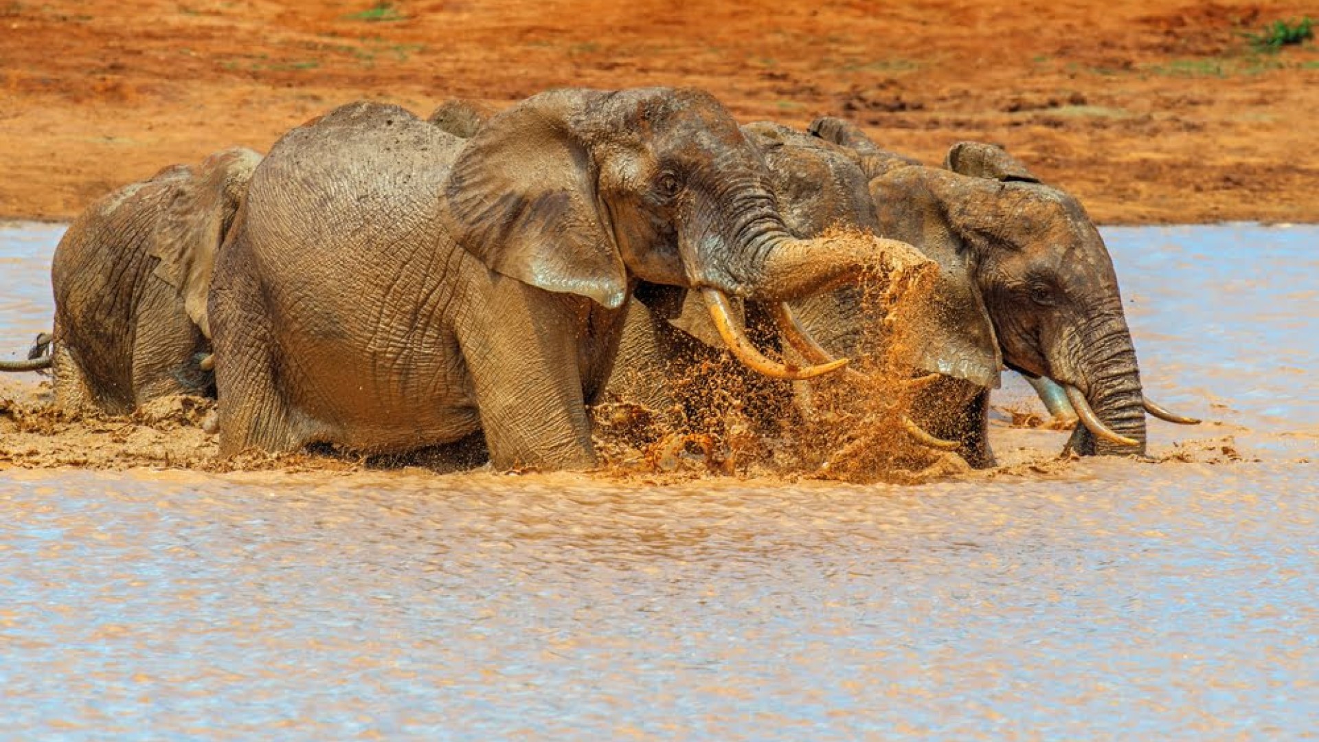 Mehrere Afrikanische Elefanten baden und spielen im Wasser des Chobe-Flusses im Chobe Nationalpark in Botswana.