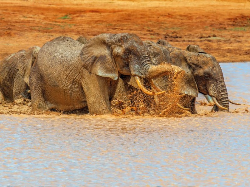 Mehrere Afrikanische Elefanten baden und spielen im Wasser des Chobe-Flusses im Chobe Nationalpark in Botswana.