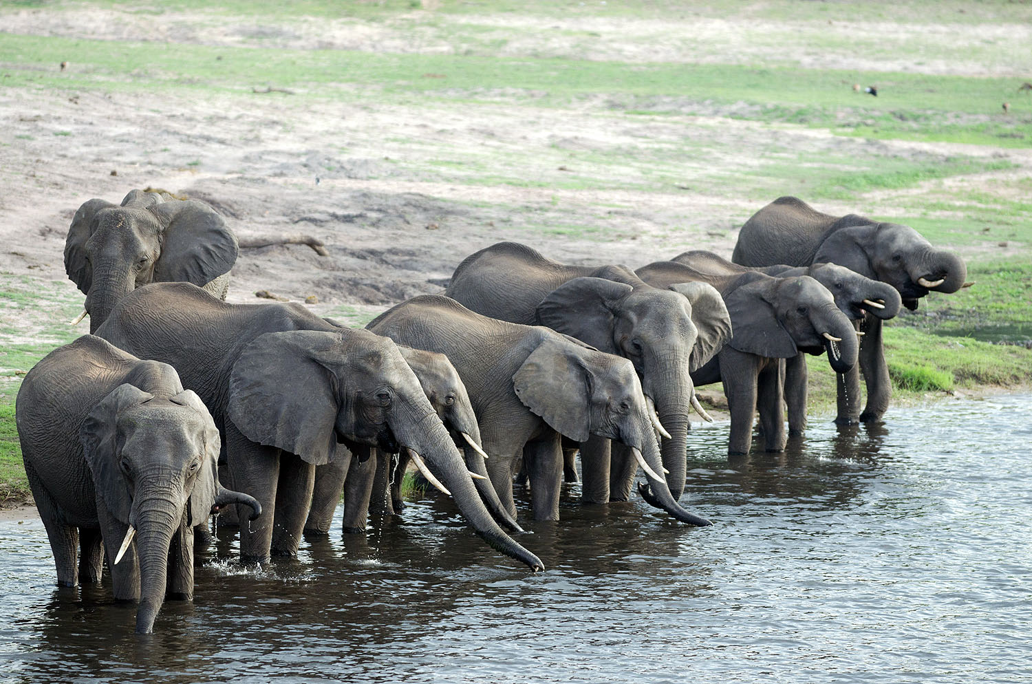 Große Elefantenherde beim Trinken am Ufer eines Flusses in Botswana. Die Afrikanischen Elefanten stehen dicht beieinander im flachen Wasser und zeigen eines der beeindruckendsten Naturschauspiele des Chobe-Nationalparks, der für seine außergewöhnlich hohe