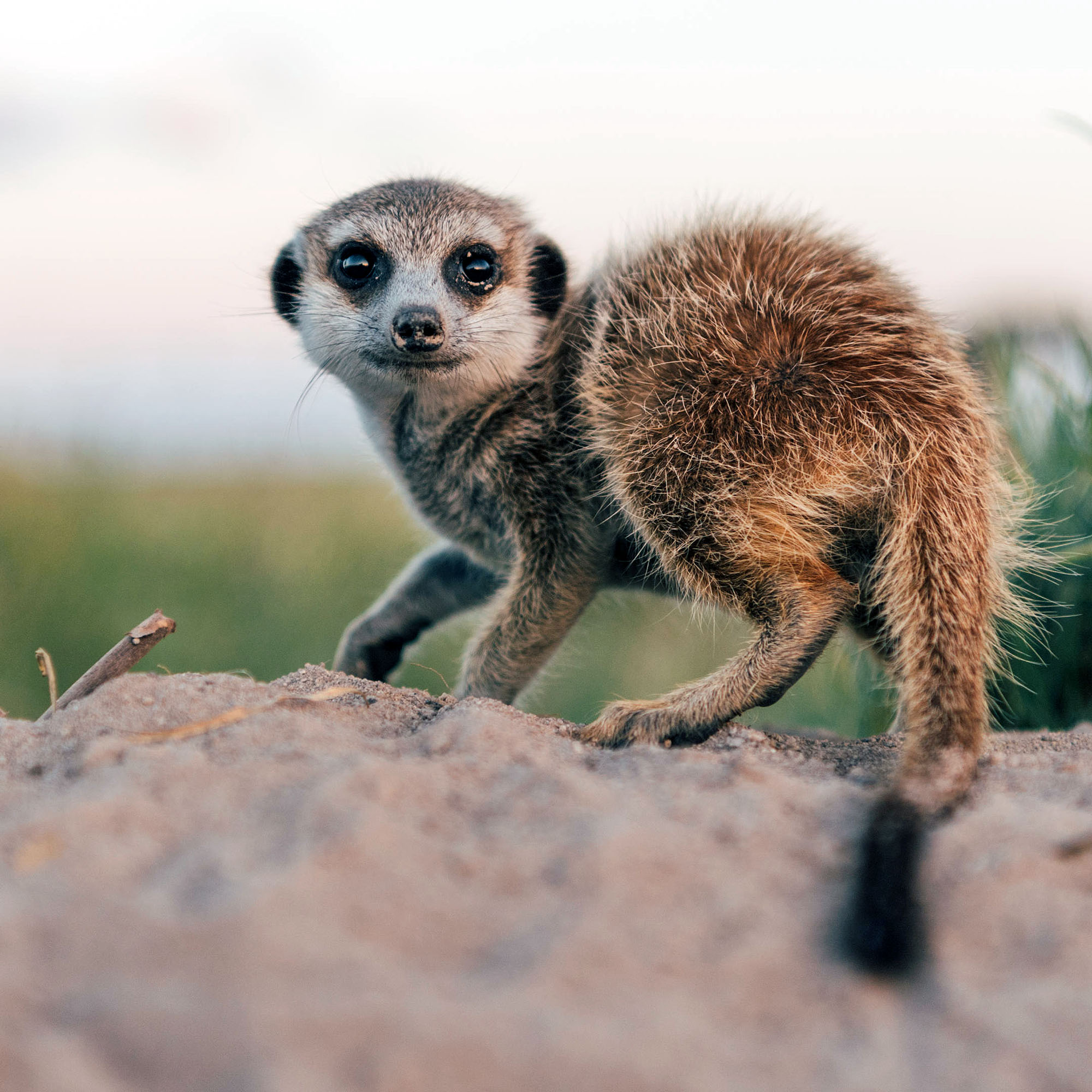Nahaufnahme eines Erdmännchens in der Kalahari-Wüste Botswanas, das aufmerksam auf einem Erdhügel steht und in die Kamera blickt.