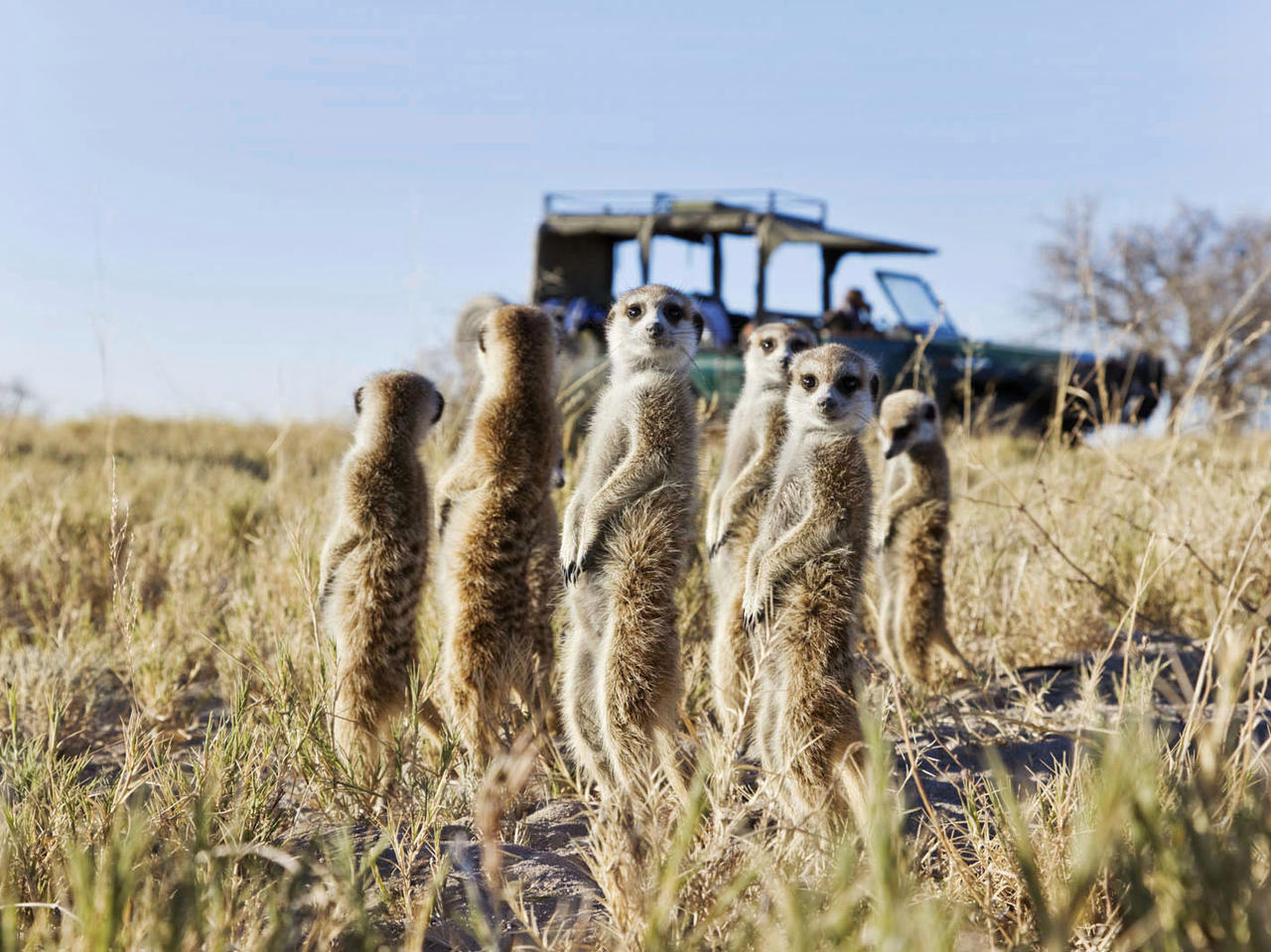 Gruppe neugieriger Erdmännchen in der Savanne Botswanas mit Safari-Fahrzeug im Hintergrund während einer Tierbeobachtung.