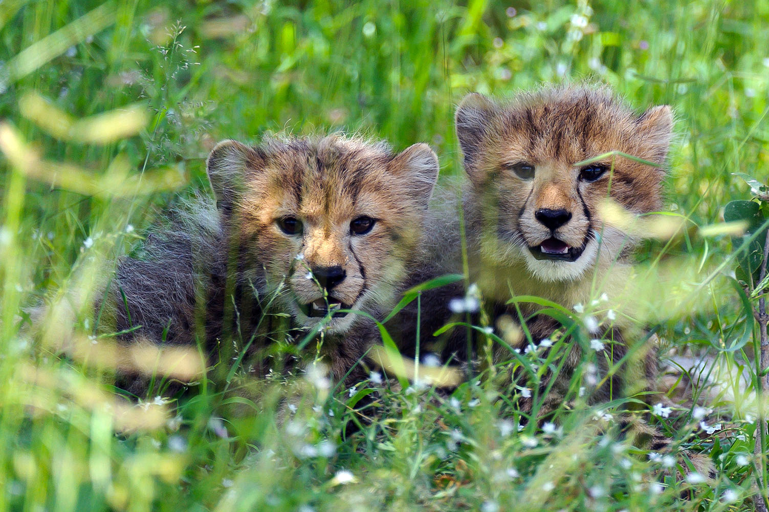 Zwei junge Geparden sitzen aufmerksam im hohen Gras des Okavango-Deltas in Botswana und beobachten neugierig ihre Umgebung.