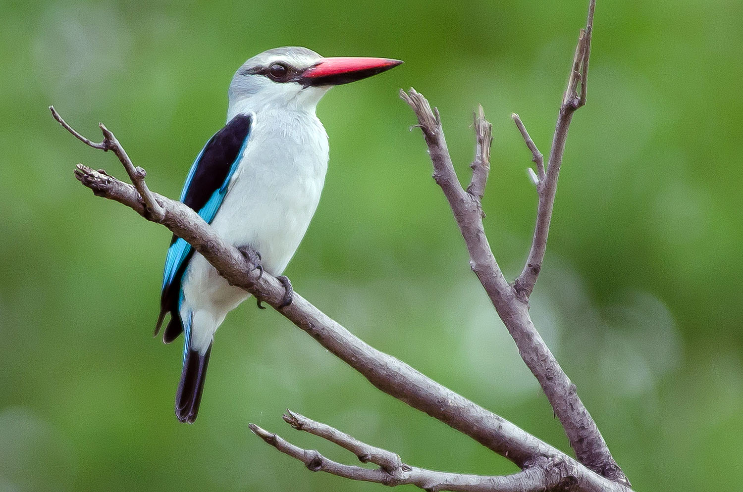 Graukopfliest mit rotem Schnabel auf einem Ast im Okavango-Delta in Botswana. Der auffällige Vogel mit weißem Gefieder und blauen Flügelpartien ist Teil der vielfältigen Vogelwelt Botswanas und ein beliebtes Motiv für Natur- und Safarireisen.