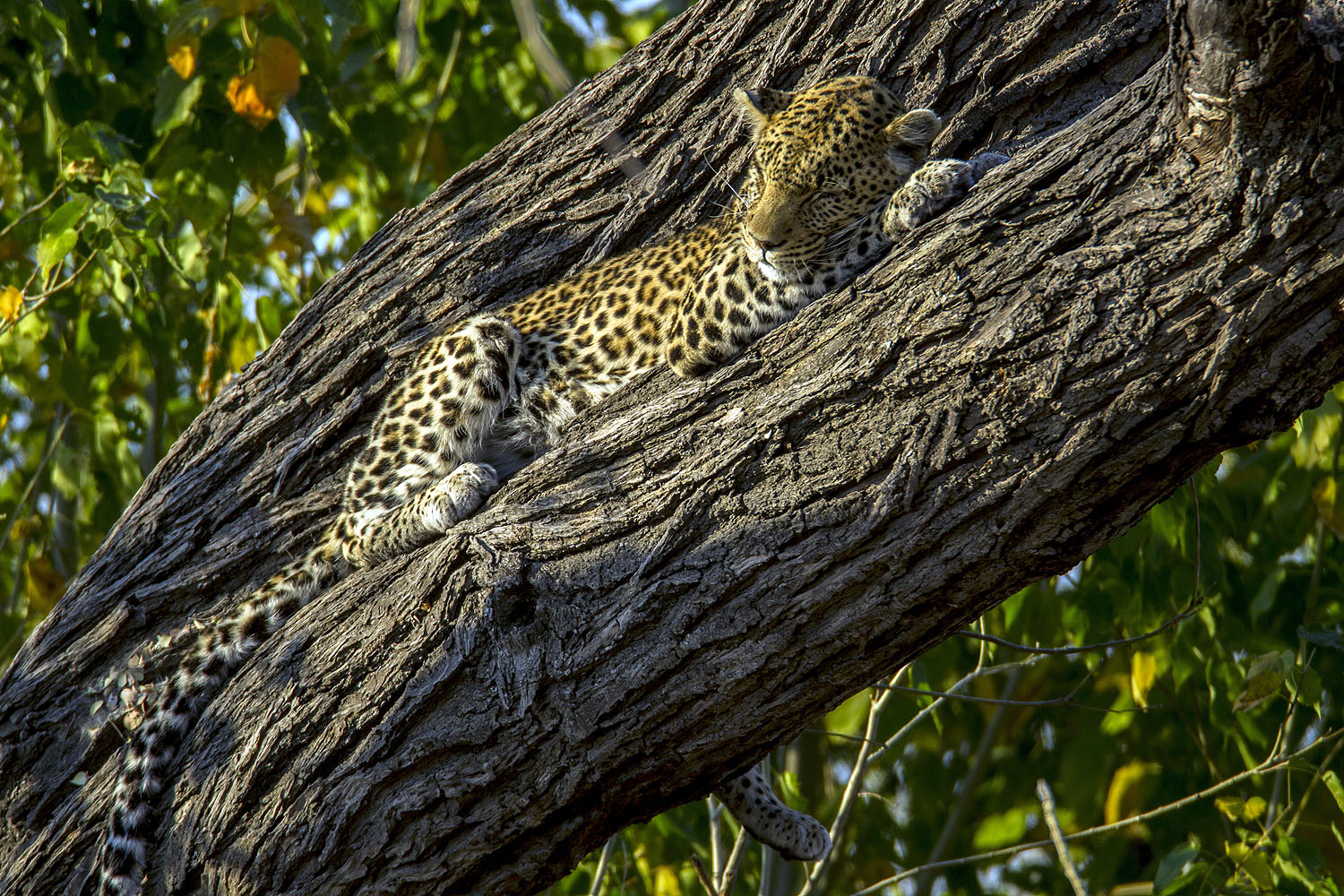 Leopard ruht auf einem mächtigen Baumstamm im Okavango-Delta in Botswana und beobachtet aufmerksam seine Umgebung.