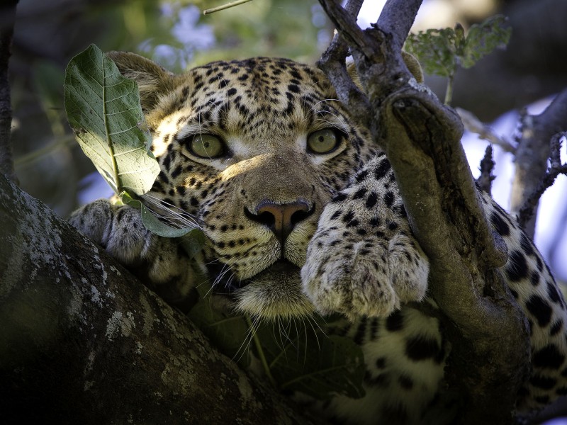 Nahaufnahme eines Leoparden, der entspannt auf einem Baum im Okavango-Delta in Botswana liegt und aufmerksam durch die Äste blickt.