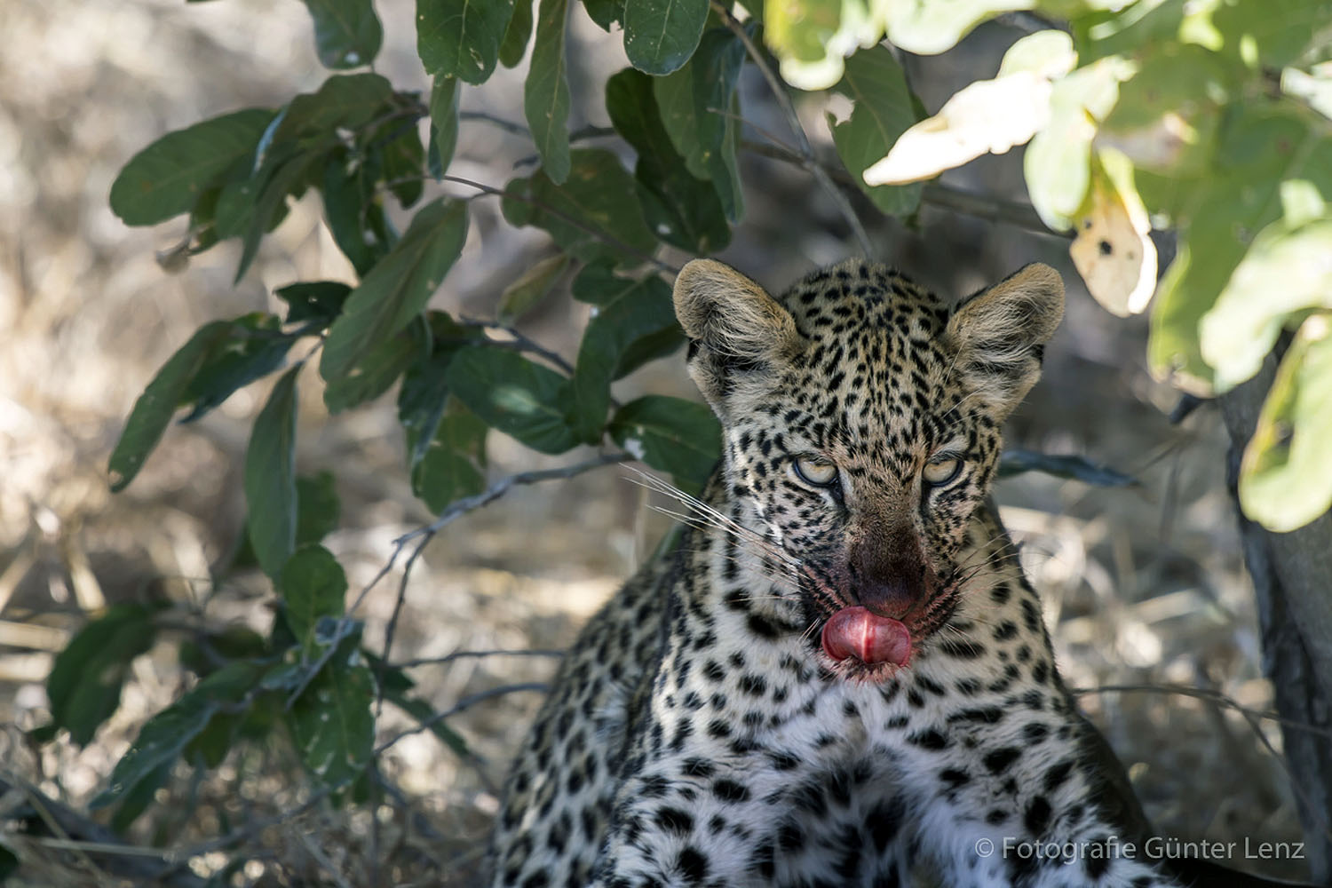 Leopard in der Wildnis Botswanas, teilweise verborgen im Schatten eines Baumes. Die Großkatze blickt aufmerksam in die Kamera und zeigt die faszinierende Tierwelt des Okavango-Deltas während einer Safari und Wildtierbeobachtung.