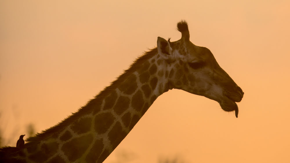 Giraffe im goldenen Abendlicht der Savanne in Botswana.