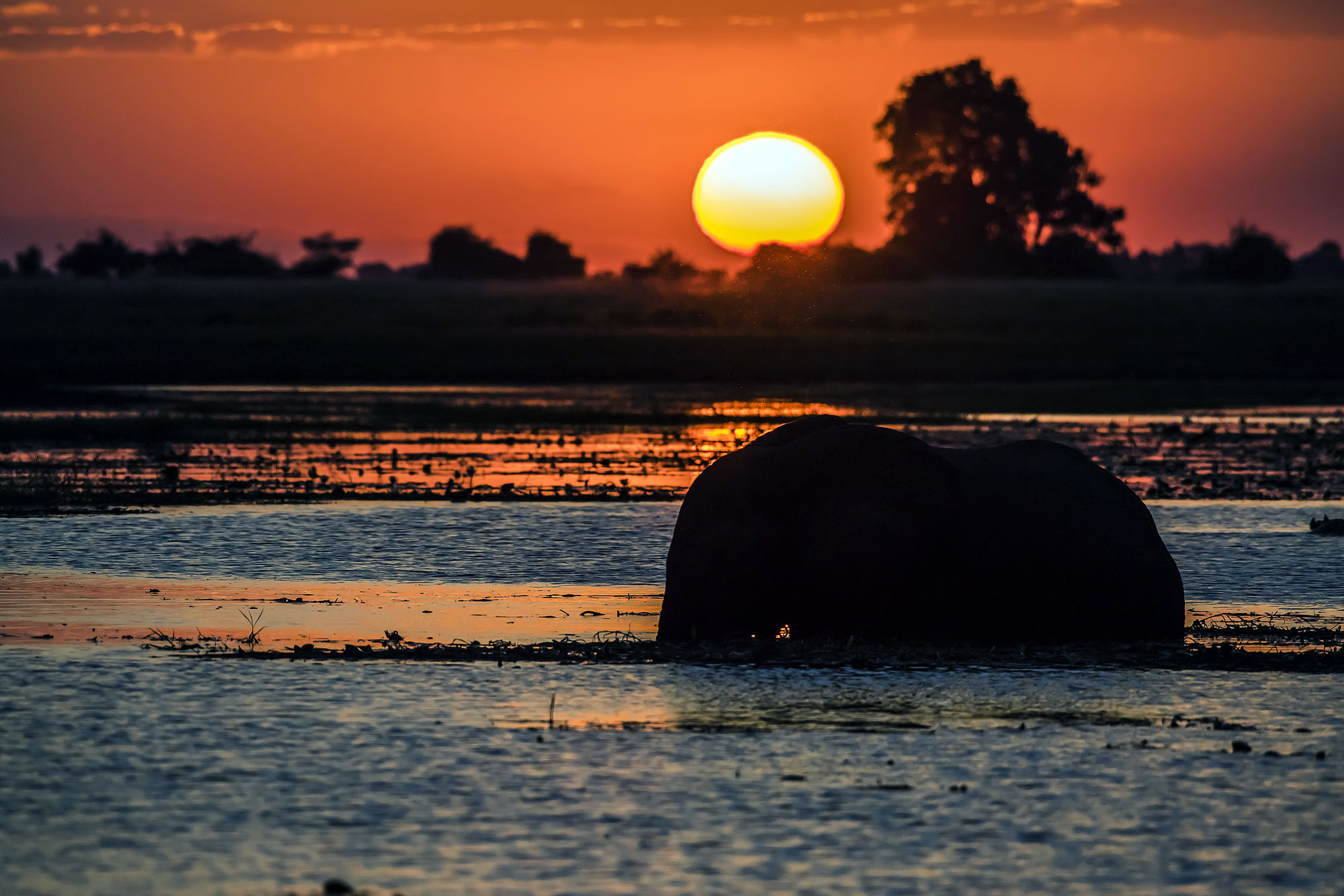 Silhouette eines Elefanten im flachen Wasser des Okavango-Deltas bei Sonnenuntergang. Die tief stehende Sonne taucht die Landschaft Botswanas in warme Orangetöne und schafft eine eindrucksvolle Safari-Kulisse in einem der bedeutendsten Naturparadiese Afri