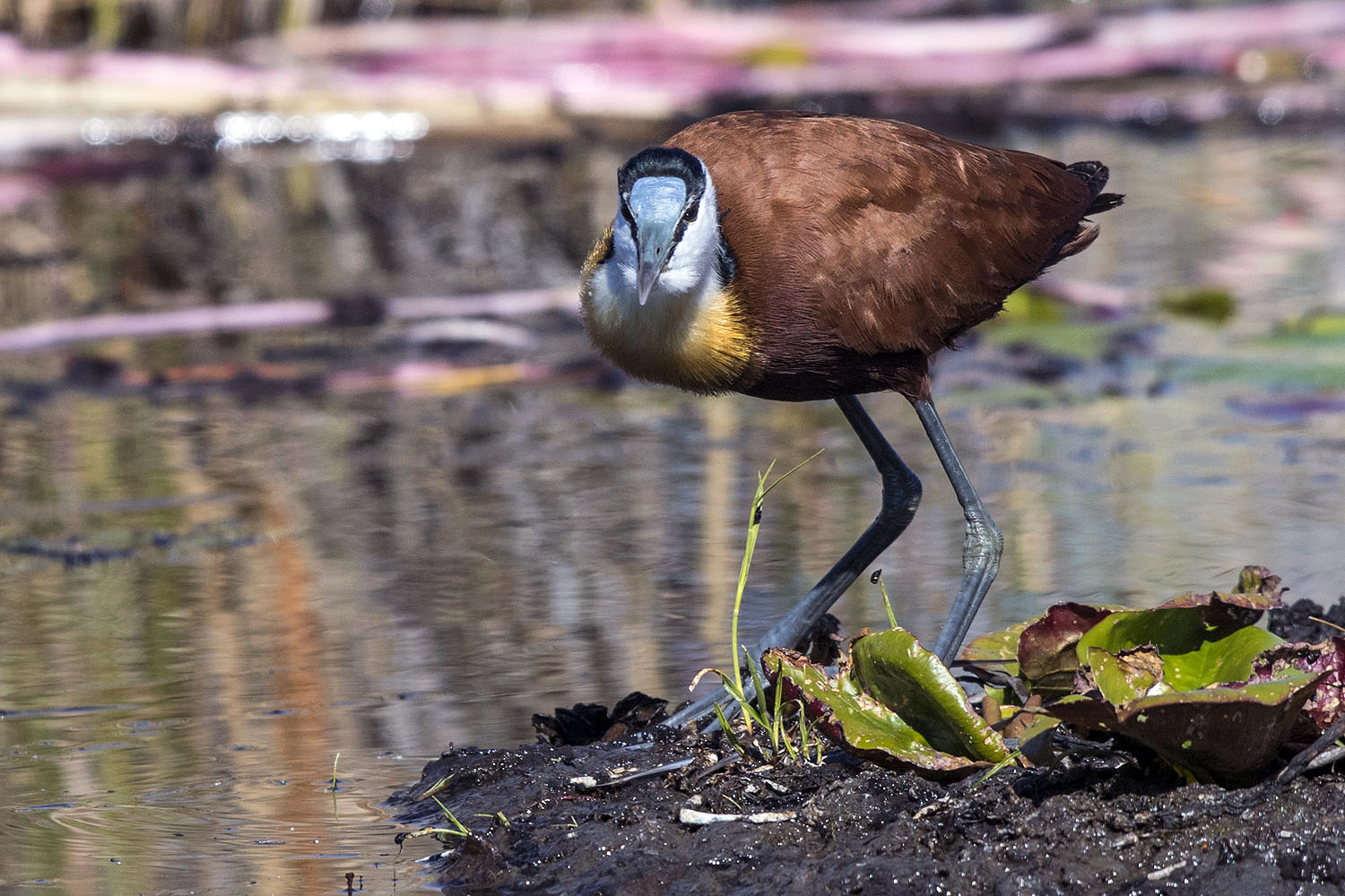 Afrikanischer Wasservogel im flachen Uferbereich des Okavango-Deltas in Botswana. Der Vogel bewegt sich zwischen Wasserpflanzen und Seerosen und zeigt die artenreiche Tierwelt eines der bedeutendsten Feuchtgebiete Afrikas.