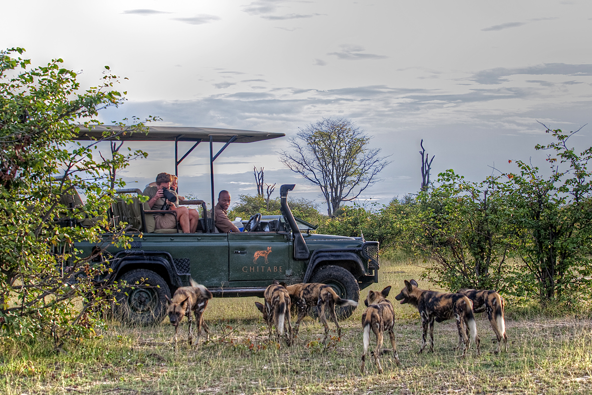 Ein Safari-Fahrzeug beobachtet ein Rudel Afrikanischer Wildhunde in der Savanne Botswanas. Gäste fotografieren die seltenen Raubtiere aus nächster Nähe während einer Pirschfahrt.